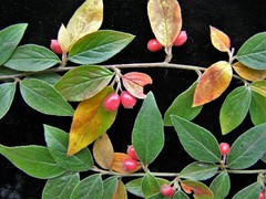 Cotoneaster tengyuehensis