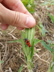 Tetraopes melanurus