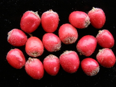 Cotoneaster tengyuehensis
