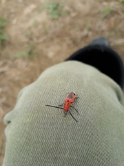 Tetraopes melanurus