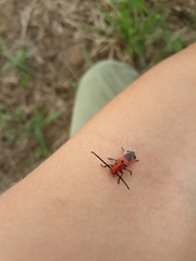 Tetraopes melanurus