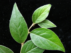 Cotoneaster tengyuehensis
