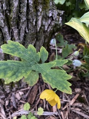 Stylophorum diphyllum