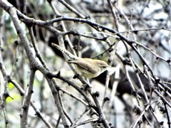Thryomanes bewickii