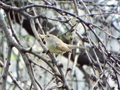 Thryomanes bewickii