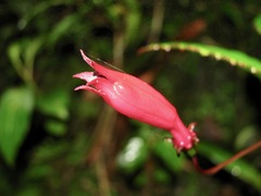 Centropogon costaricae image