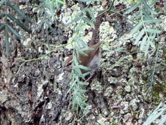 Thryomanes bewickii