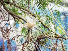Thryomanes bewickii