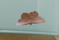 Plesiomorpha flaviceps
