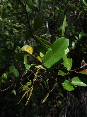 Coccoloba microstachya