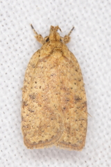 Agonopterix robiniella
