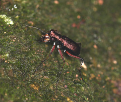 Heptodonta posticalis