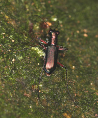 Heptodonta posticalis