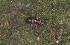 Heptodonta posticalis