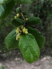 Sarcomphalus reticulatus