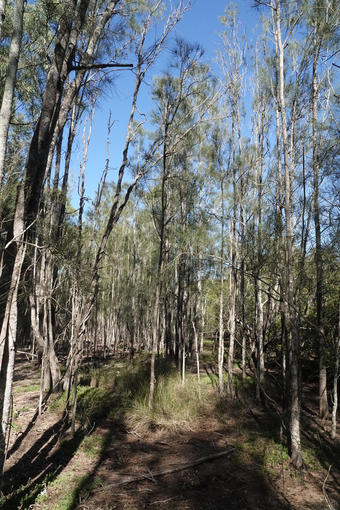 Swamp sheoak from Coombabah Mangrove walk, Gold Coast QLD, Australia on August 2, 2020 at 1020