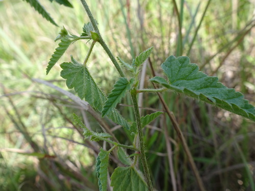 Image of Tragia betonicifolia by (c) Thomas Koffel, some rights reserved (CC BY)