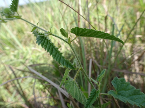 Image of Tragia betonicifolia by (c) Thomas Koffel, some rights reserved (CC BY)