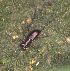 Heptodonta posticalis