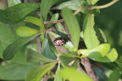 Calligrapha eupatris