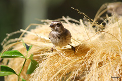 Crithagra tristriata