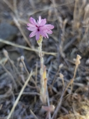 Lessingia hololeuca