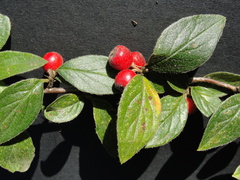 Cotoneaster tengyuehensis