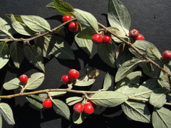 Cotoneaster tengyuehensis