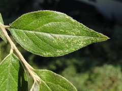 Cotoneaster tengyuehensis