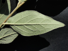 Cotoneaster tengyuehensis