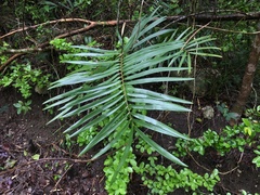 Zamia pumila