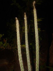 Peniocereus lazaro-cardenasii