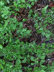 Poitea paucifolia