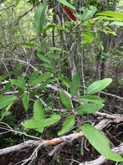 Coccoloba microstachya