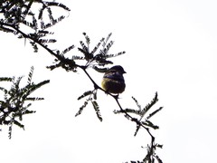 Spinus psaltria