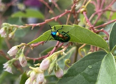 Chrysochus auratus