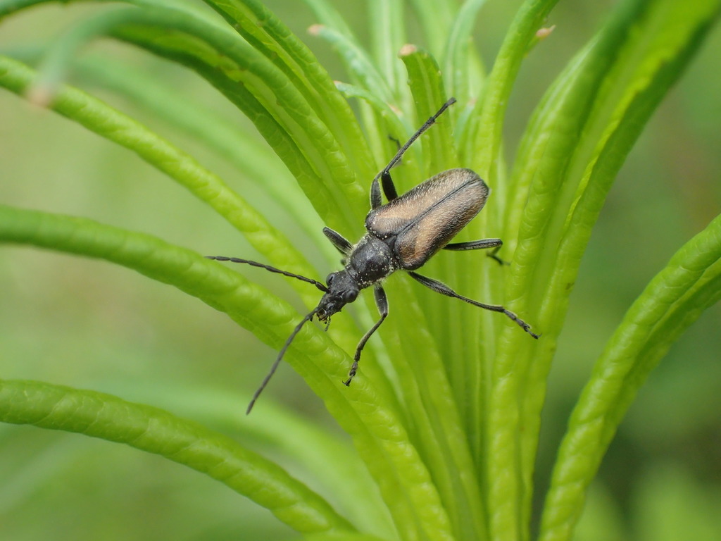 Gnathacmaeops pratensis