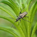 Gnathacmaeops pratensis - Photo (c) Matt Bowser, some rights reserved (CC BY), uploaded by Matt Bowser