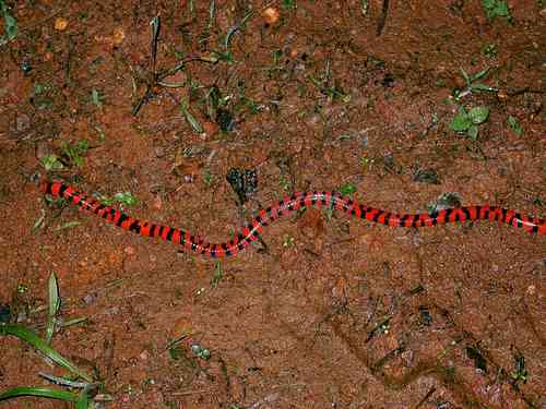 Photo of a Coral Cylinder Snakes (Anilius scytale)