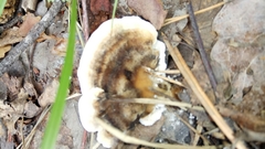 Thelephora terrestris