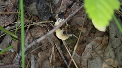 Thelephora terrestris