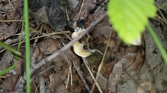 Thelephora terrestris