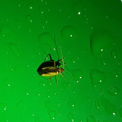 Adelphocoris suturalis