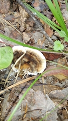 Thelephora terrestris