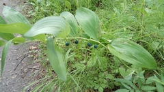 Polygonatum odoratum
