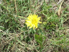 Pyrrhopappus pauciflorus
