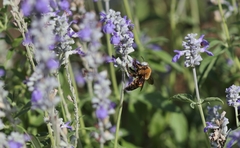 Xylocopa phalothorax
