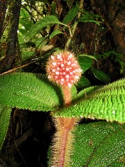 Miconia reflexa
