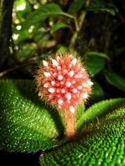 Miconia reflexa