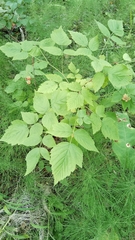 Rubus idaeus